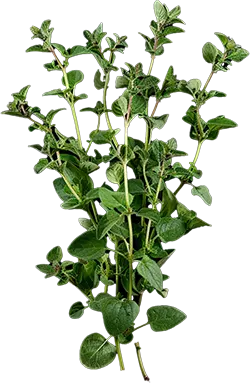 Oregano